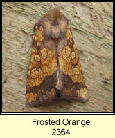 Frosted Orange, Gortyna flavago