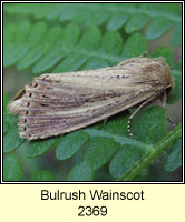 Bulrush Wainscot, Nonagria typhae