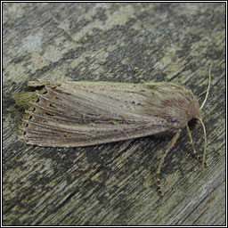 Bulrush Wainscot, Nonagria typhae