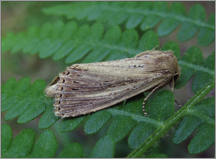 Bulrush Wainscot, Nonagria typhae