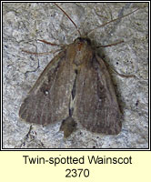 Twin-spotted Wainscot, Archanara geminipuncta