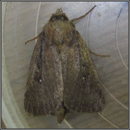 Twin-spotted Wainscot, Archanara geminipuncta