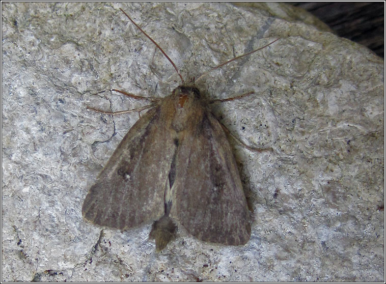 Twin-spotted Wainscot, Archanara geminipuncta