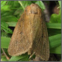 Brown-veined Wainscot, Archanara dissoluta