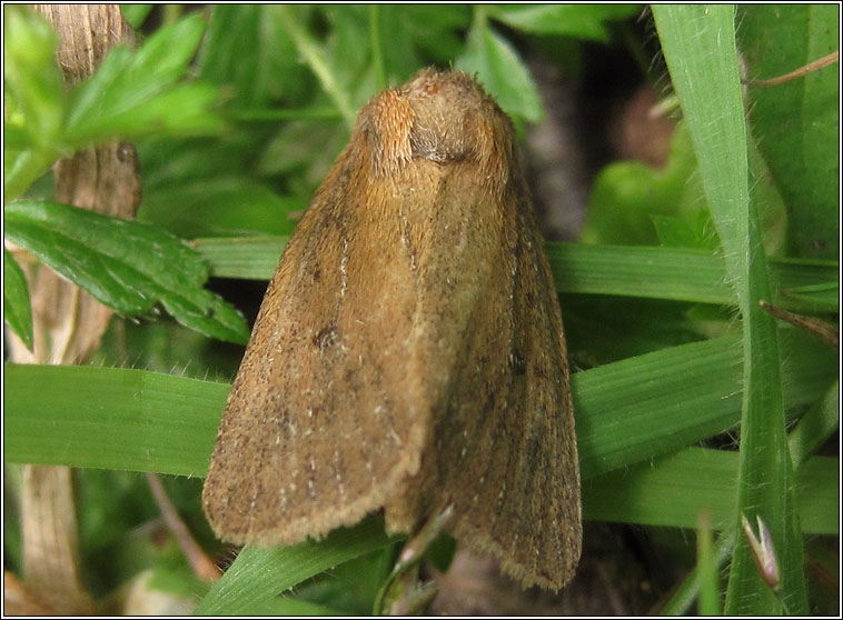 Brown-veined Wainscot, Archanara dissoluta