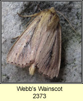 Webb's Wainscot, Archanara sparganii