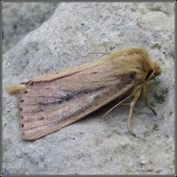 Webb's Wainscot, Archanara sparganii