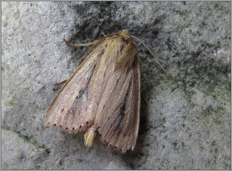 Webb's Wainscot, Archanara sparganii