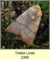 Treble Lines, Charanyca trigrammica