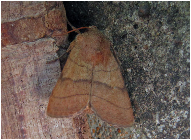 Treble Lines, Charanyca trigrammica