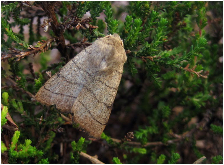 Treble Lines, Charanyca trigrammica