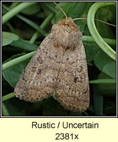 Rustic or Uncertain, Hoplodrina