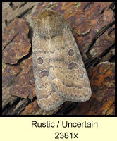 Rustic or Uncertain, Hoplodrina