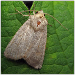 Vine's Rustic, Hoplodrina ambigua