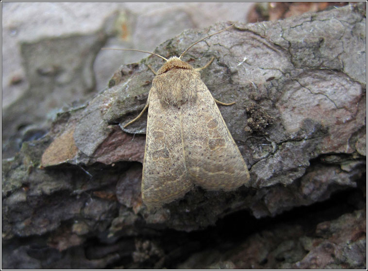 Vine's Rustic, Hoplodrina ambigua