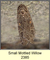 Small Mottled Willow, Spodoptera exigua