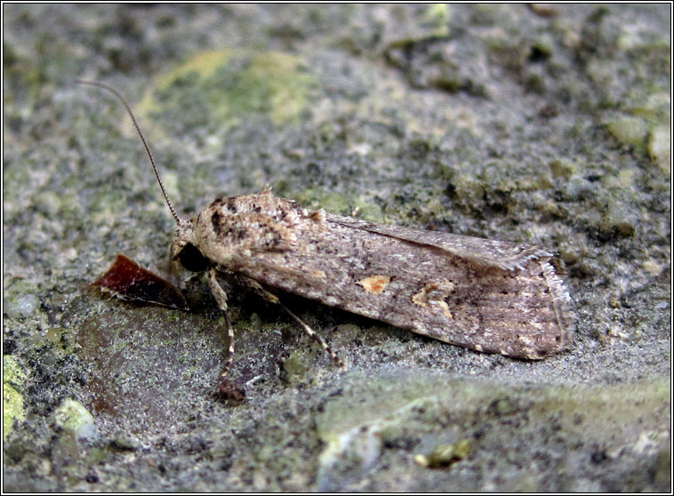 Small Mottled Willow, Spodoptera exigua