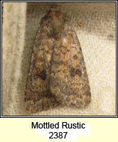 Mottled Rustic, Caradrina morpheus