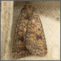 Mottled Rustic, Caradrina morpheus