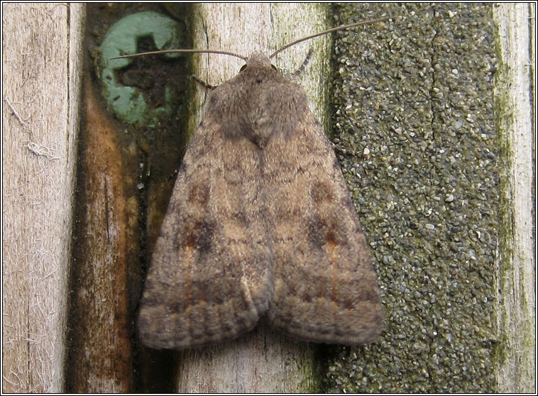 Mottled Rustic, Caradrina morpheus