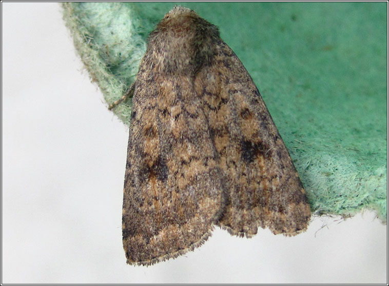 Mottled Rustic, Caradrina morpheus