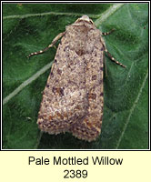 Pale Mottled Willow, Paradrina clavipalpis