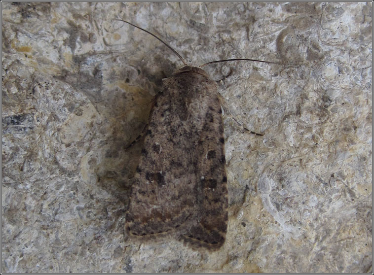 Pale Mottled Willow, Paradrina clavipalpis