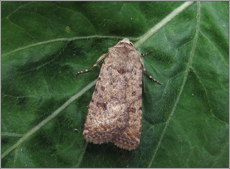 Pale Mottled Willow, Paradrina clavipalpis