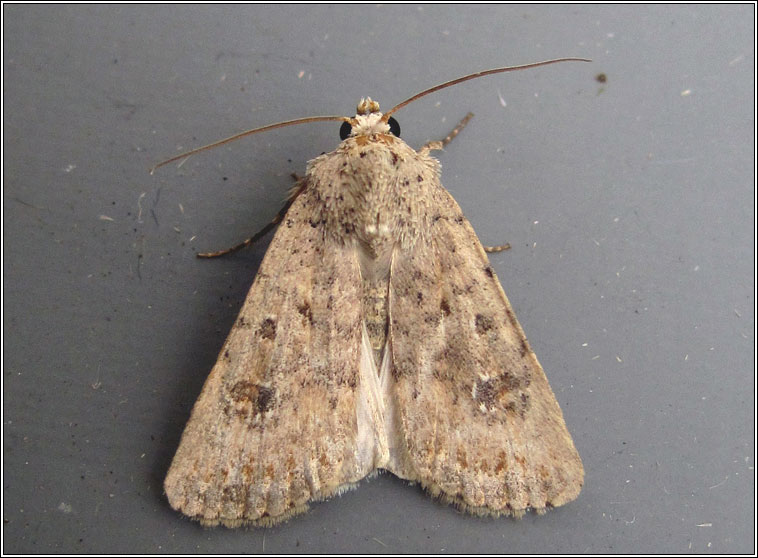 Pale Mottled Willow, Paradrina clavipalpis