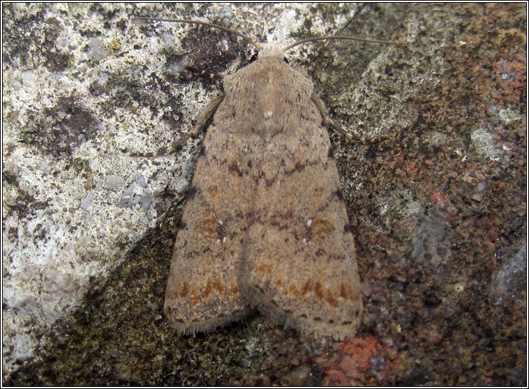 Pale Mottled Willow, Paradrina clavipalpis