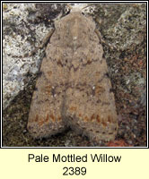 Pale Mottled Willow, Paradrina clavipalpis