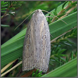 Silky Wainscot, Chilodes maritimus