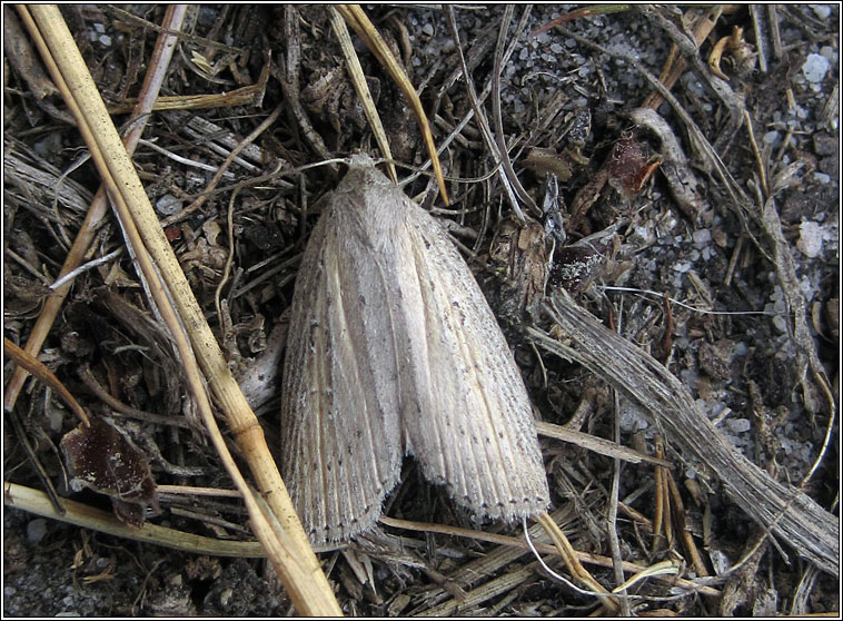 Silky Wainscot, Chilodes maritimus