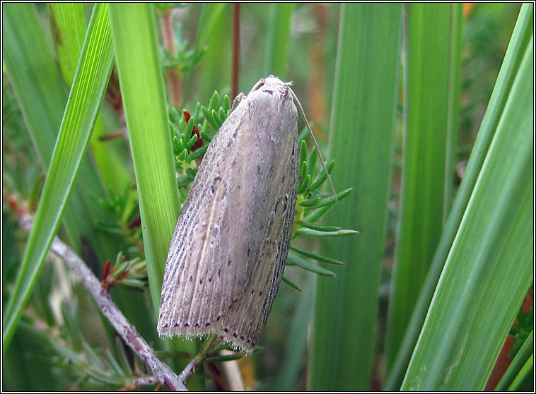 Silky Wainscot, Chilodes maritimus