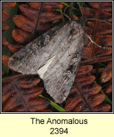 Anomalous, Stilbia anomala