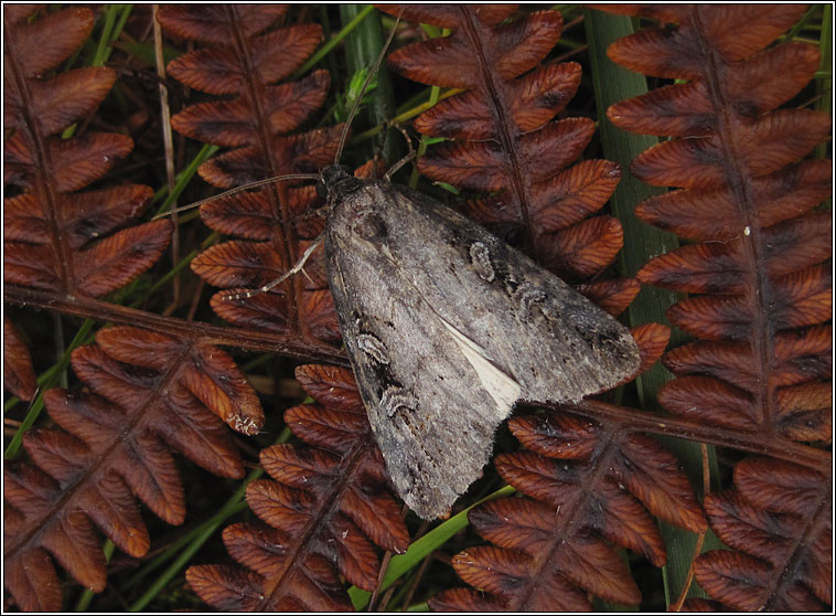 Anomalous, Stilbia anomala