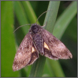 Small Yellow Underwing, Panemeria tenebrata