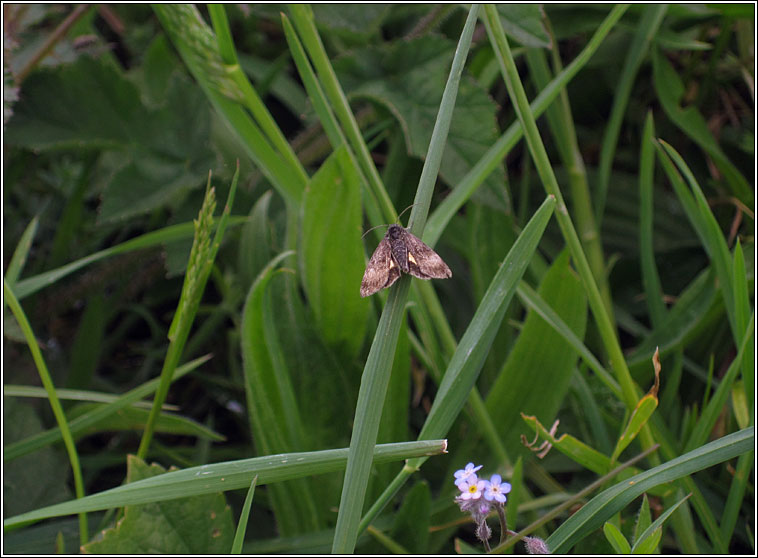 Small Yellow Underwing, Panemeria tenebrata