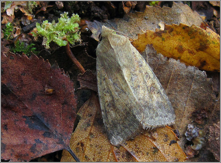 Scarce Bordered Straw, Helicoverpa armigera