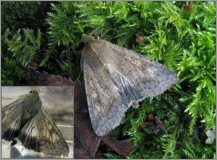 Scarce Bordered Straw, Helicoverpa armigera