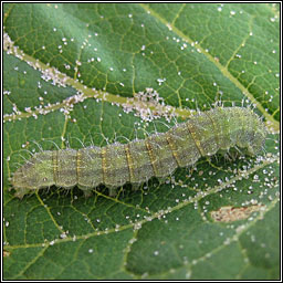 Bordered Straw, Heliothis peltigera