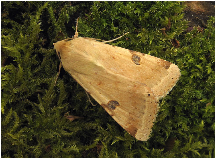 Bordered Straw, Heliothis peltigera