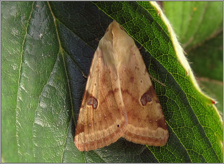 Bordered Straw, Heliothis peltigera