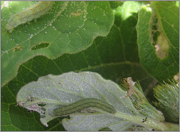 Bordered Straw, Heliothis peltigera, larva