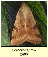 Bordered Straw, Heliothis peltigera