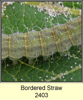 Bordered Straw, Heliothis peltigera