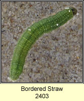 Bordered Straw, Heliothis peltigera