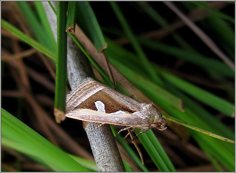 Silver Hook, Deltote uncula