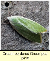 Cream-bordered Green-pea, Earias clorana