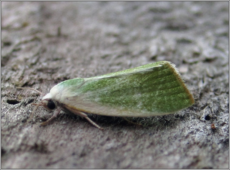 Cream-bordered Green-pea, Earias clorana